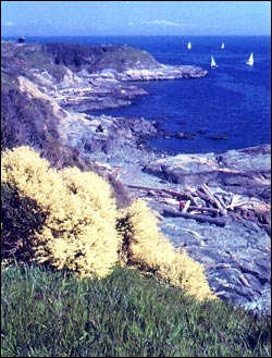 View from Dallas Road with no elms in 1968
